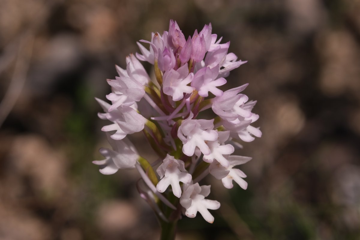 Ultime orchidee per quest''anno - Dalla Grecia con passione